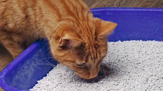 Cat sniffing litter tray 