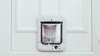 Cat staring through a cat flap