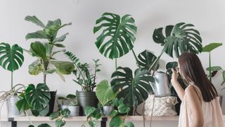 A range of houseplants lined up on a shelf