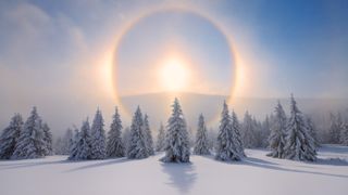 A photo of a line of snowy trees as the winter sun sets behind