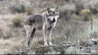 a wolf on a grey bushland landscape