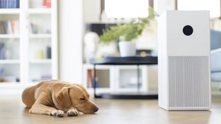 A dog sleeping next to an air purifier