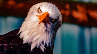 A bald eagle stares at the camera