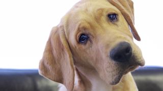 A Labrador retriever puppy.