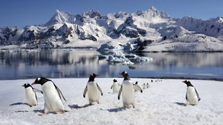 penguins walking onto land from the sea with mountains of ice in the background and blue sky