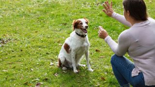 Woman training dog