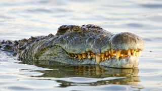 a nile crocodile with its head out of the water with its mouth slightly open