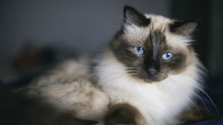 Birman cat lying on bed