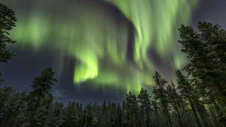 A green aurora over a forest