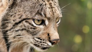 Iberian Lynx