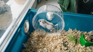 Hamster running on a wheel inside one of the best hamster cages