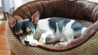 Dog curled up in a fluffy pet bed