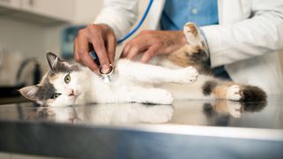 Vet checking cat