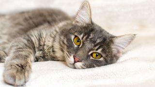 Cat lying down on blanket