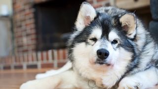 A husky with Cushing&#039;s Disease