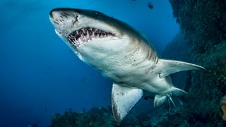 Sand tiger shark seen from below in the Indian Ocean. The open jaws reveal needle-like teeth.