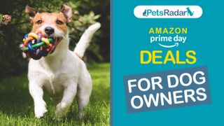 Dog running with a toy in his mouth, with a PetsRadar Amazon Prime Day Deals graphic to the side