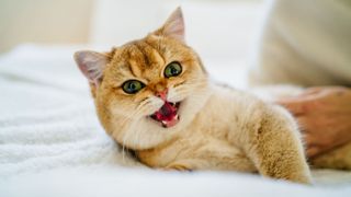 cat showing teeth