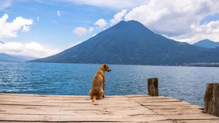 Dog looking at San Pedro volcano