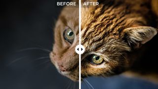 a before and after shot of an orange cat showing the effects of the editing software