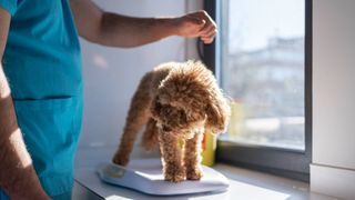 Dog on a scales being assessed by a vet