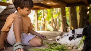 Child feeding rabbits greens, an example of good activities for rabbits