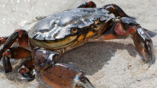 European shore crab.