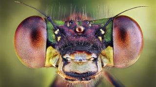 A close-up of a dragonfly&#039;s eyes