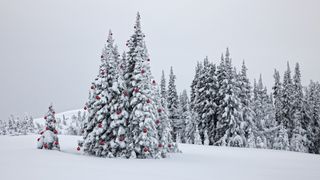 Two tall evergreens covered in show and red ornaments stand in a snow field with a smaller ornamented tree to the left, and a snowy forest in the background.