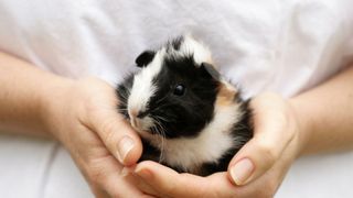 Person in a white T-shirt holding a guinea pig