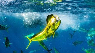 Mahi mahi catches fish near water surface.