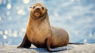 A fur seal in The Secret Lives of Animals on Apple TV Plus.