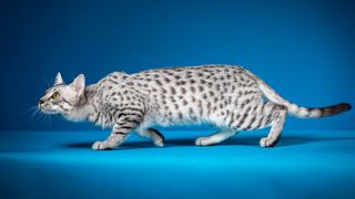 a cat with gray spots crouches on a blue background