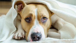 Dog lying down with his head sticking out under the covers looking sad