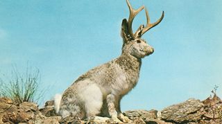 Yes, it&#039;s a jackalope