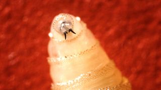 Close-up of a screwworm larvae, a flesh-eating parasite.