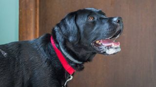 excessive dog drooling - a dog with foaming mouth