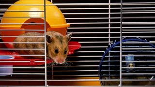 Hamster sitting inside cage