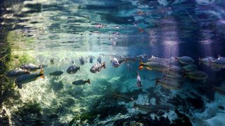 A school of fish underwater