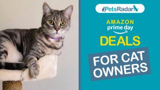 Cat laid on cat tree, with a PetsRadar Amazon Prime Day Cat Deals graphic to the side