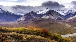 Snow-capped Denali with clouds and flowers in foreground