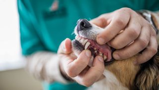 A vet inspecting a dog&#039;s teeth