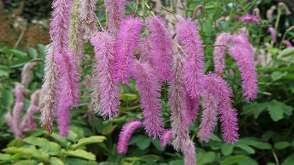 The fluffy pink flowers of Sanguisorba hakusanensis &#039;Lilac Squirrel&#039;