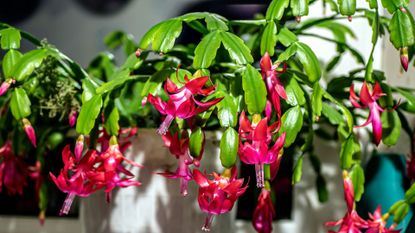 Pink Christmas cactus blooms on the windowsill 