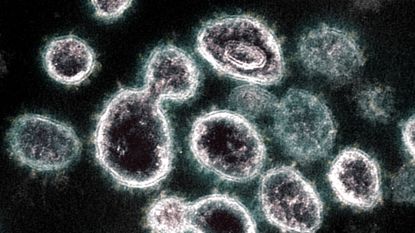 Novel coronavirus