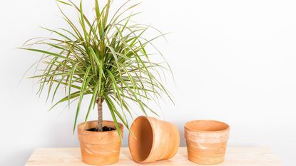 Dracaena marginata tricolor, or Madagascar dragon tree. Plant and clay pots on a wooden shelf. 