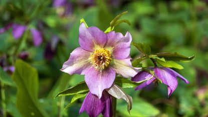 Hellebore blooming in pink