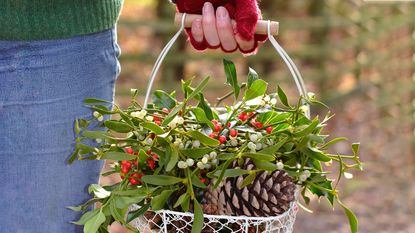 Foraging foliage from the garden