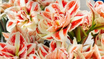 close up on red and white striped Amaryllis