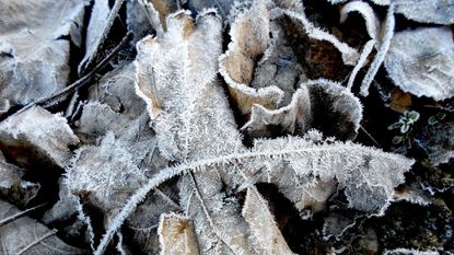 frosty leaves